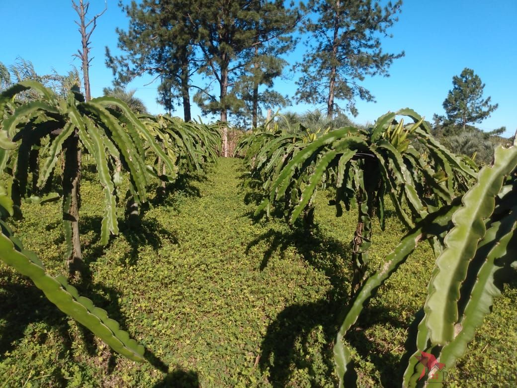 Fazenda à venda com 2 quartos, 121m² - Foto 21