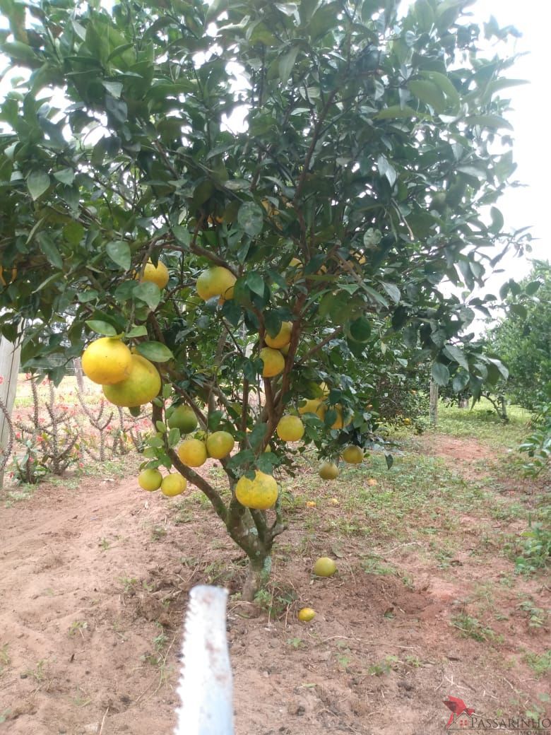 Fazenda à venda com 2 quartos, 121m² - Foto 22