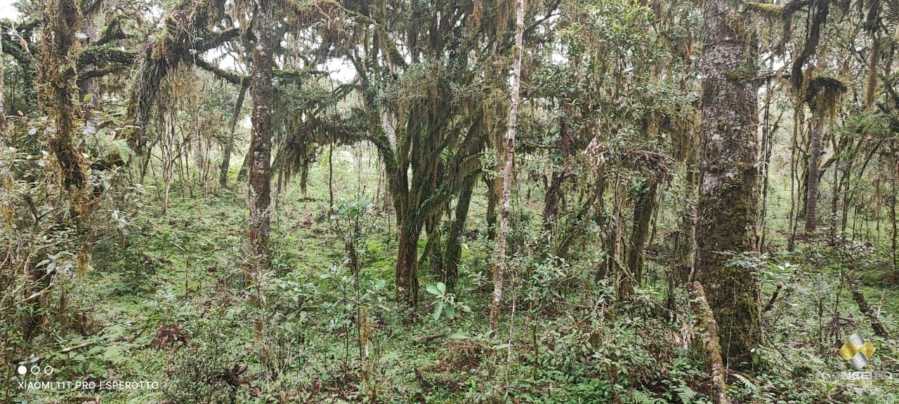 Terreno à venda com 1 quarto, 560000m² - Foto 4
