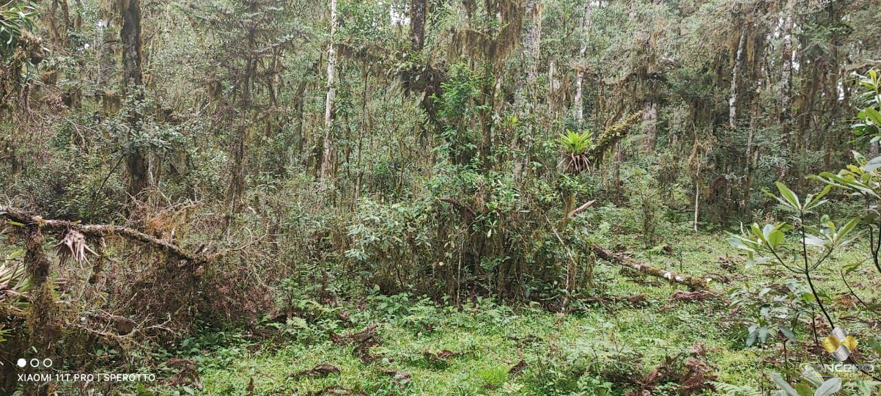 Terreno à venda com 1 quarto, 560000m² - Foto 3