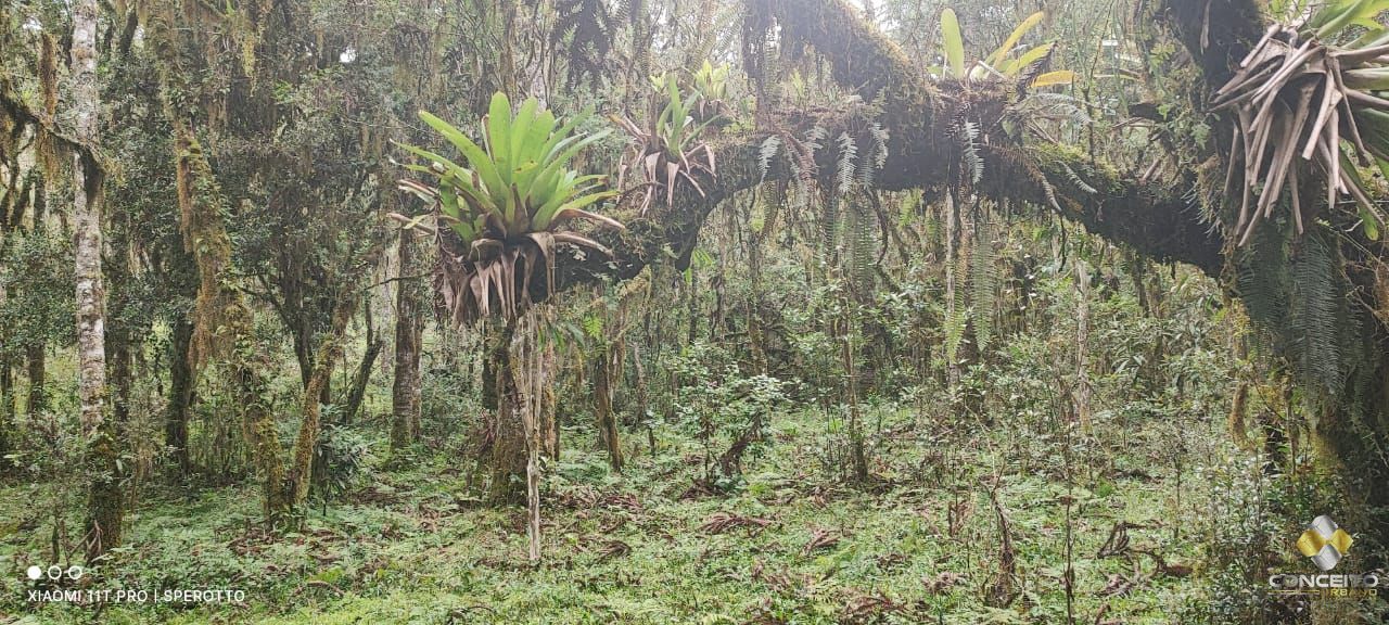 Terreno à venda com 1 quarto, 560000m² - Foto 2