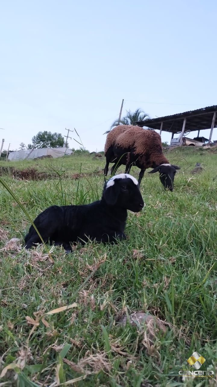 Lote/Terreno Comercial de 500000m² no bairro Zona Rural, em Roca Sales | Eu Corretor