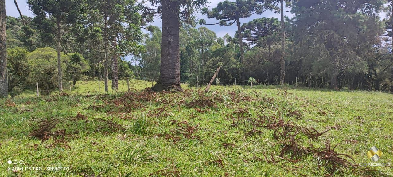Terreno à venda com 1 quarto, 560000m² - Foto 11