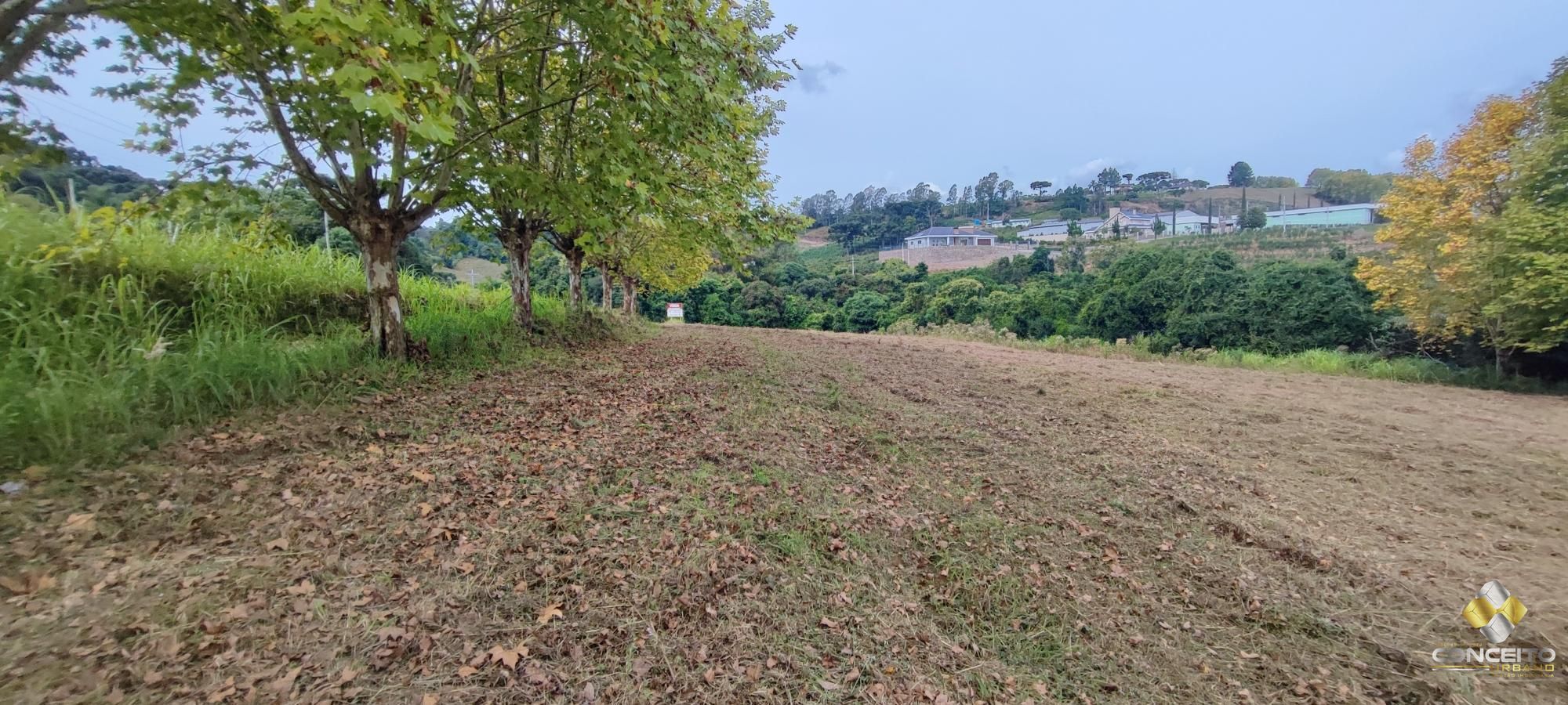 img155140575