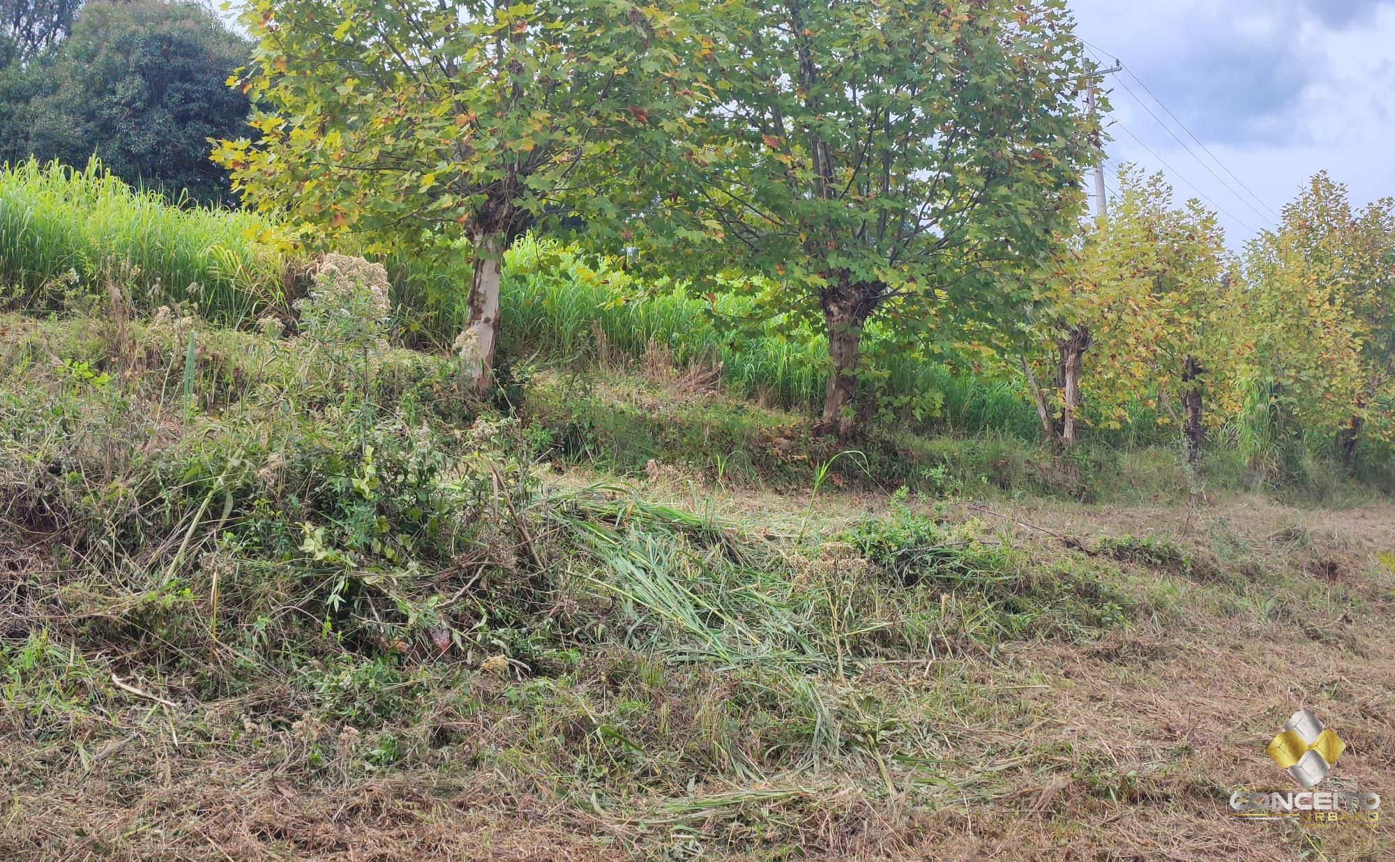 img155140586