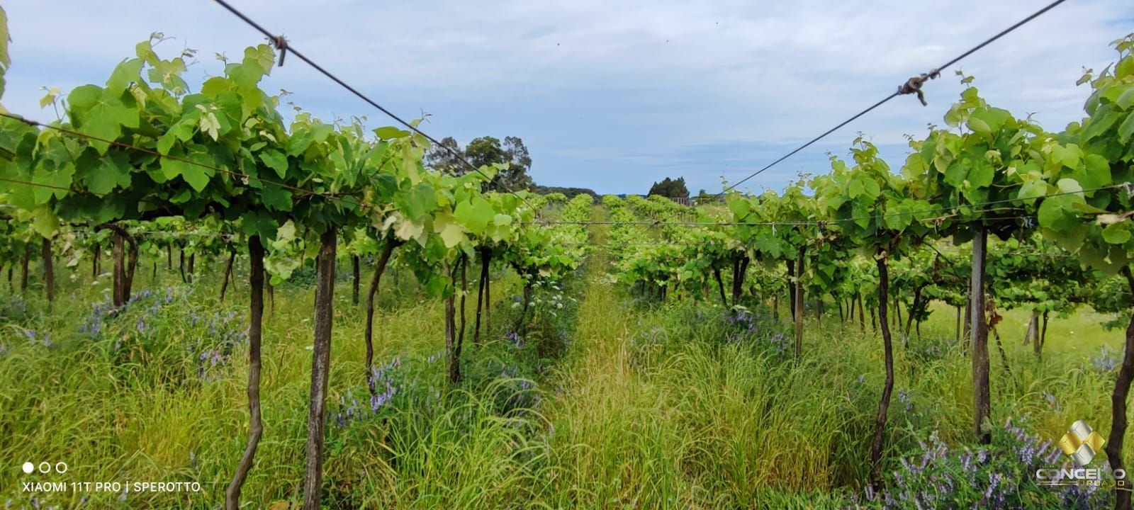 Loteamento e Condomínio, 11 hectares - Foto 28
