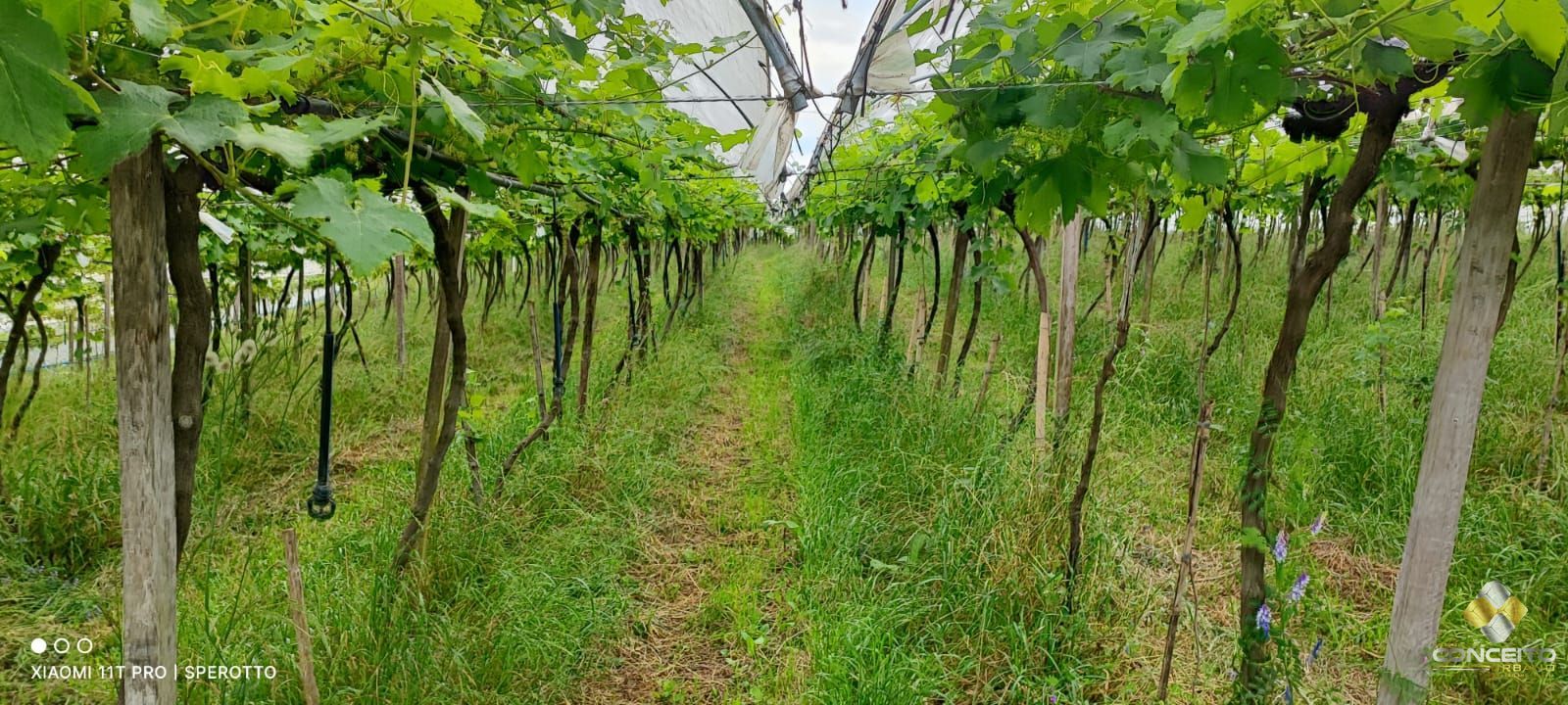 Loteamento e Condomínio, 11 hectares - Foto 29