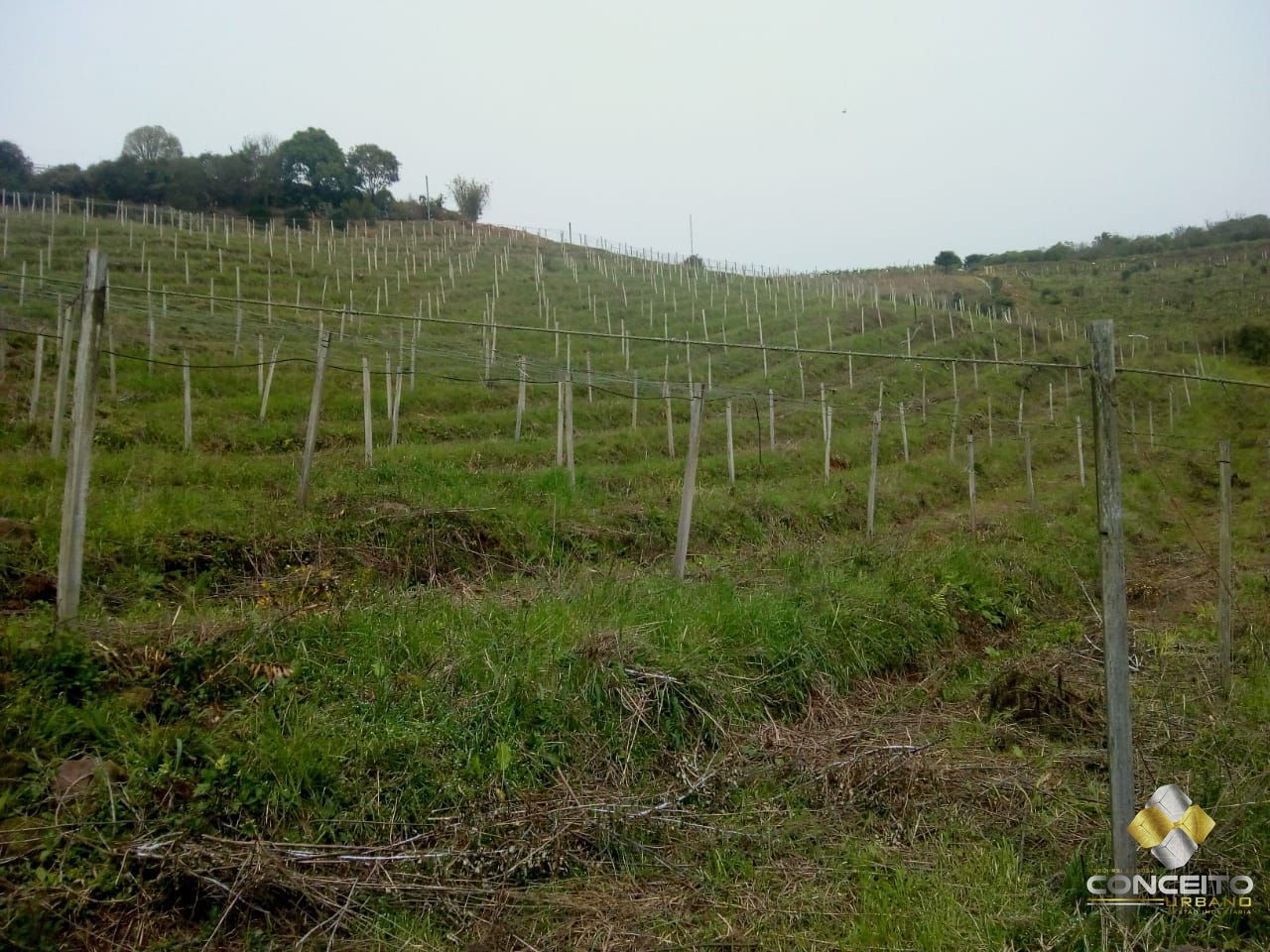 Terreno à venda, 78000m² - Foto 11