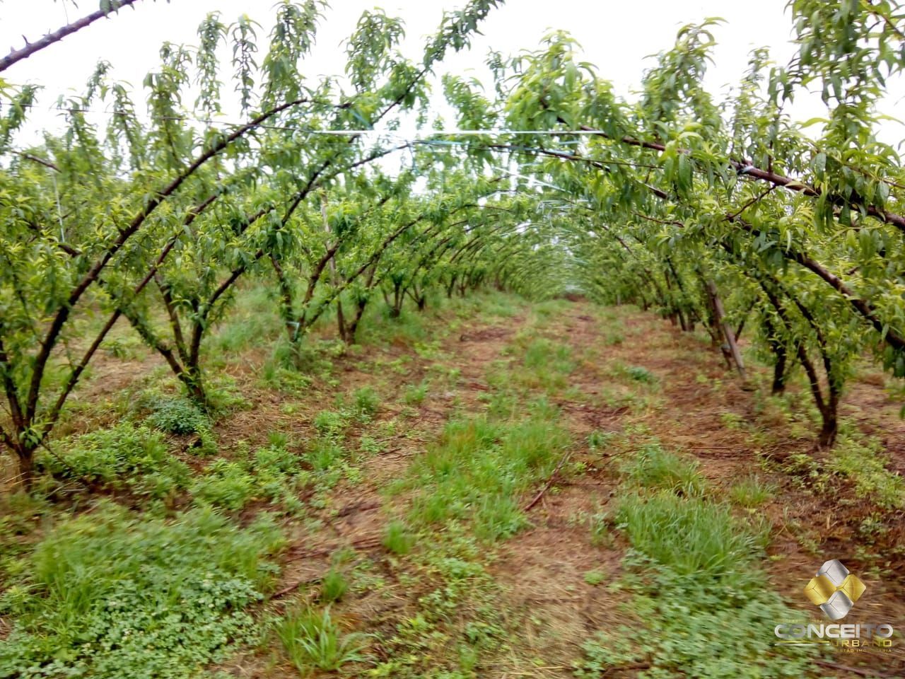 Lote/Terreno de 50000m² no bairro Área Rural de Farroupilha, em Farroupilha | Eu Corretor