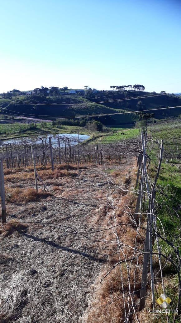 Terreno comercial  venda  no Nova Vicenza - Farroupilha, RS. Imveis