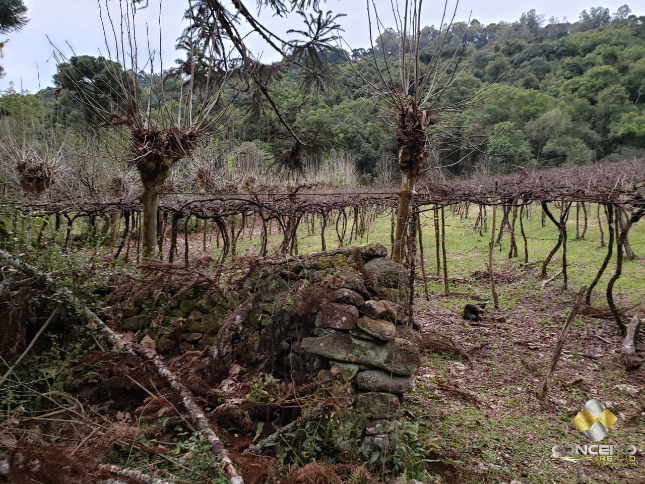 Terreno à venda, 220000m² - Foto 24