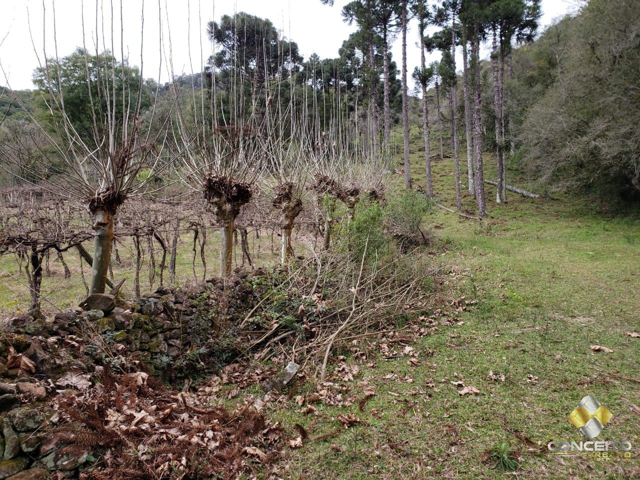 Terreno à venda, 220000m² - Foto 7