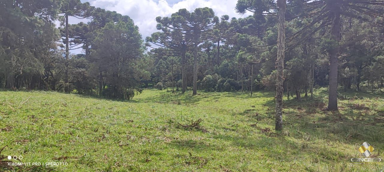Terreno à venda com 1 quarto, 560000m² - Foto 13