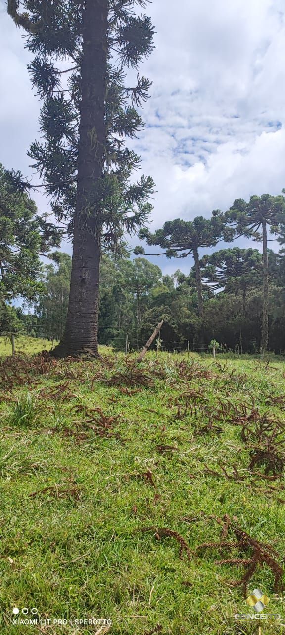 Terreno à venda com 1 quarto, 560000m² - Foto 8