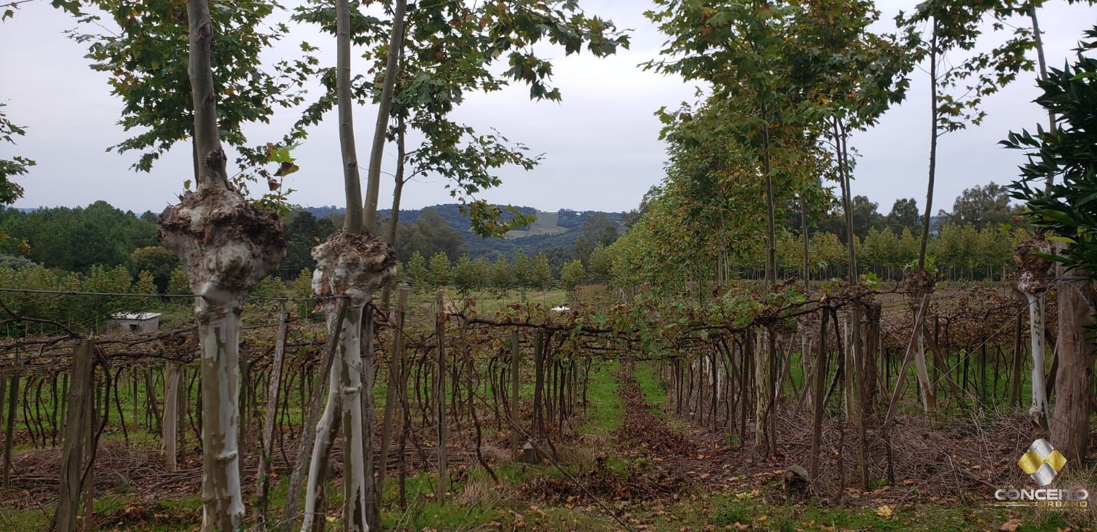 Terreno/Lote  venda  no Barraco - Bento Gonalves, RS. Imveis