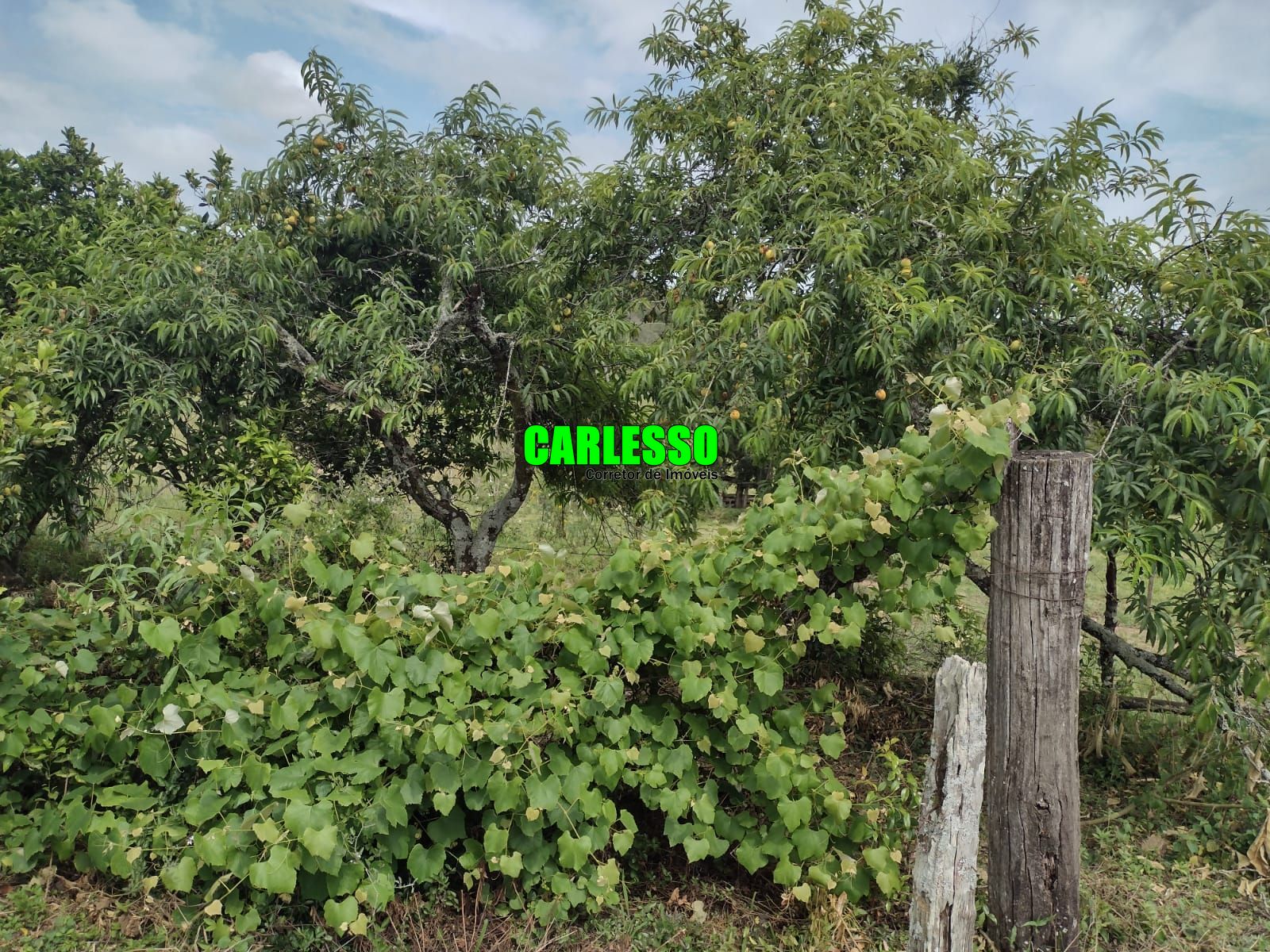 Fazenda à venda com 3 quartos, 100m² - Foto 26