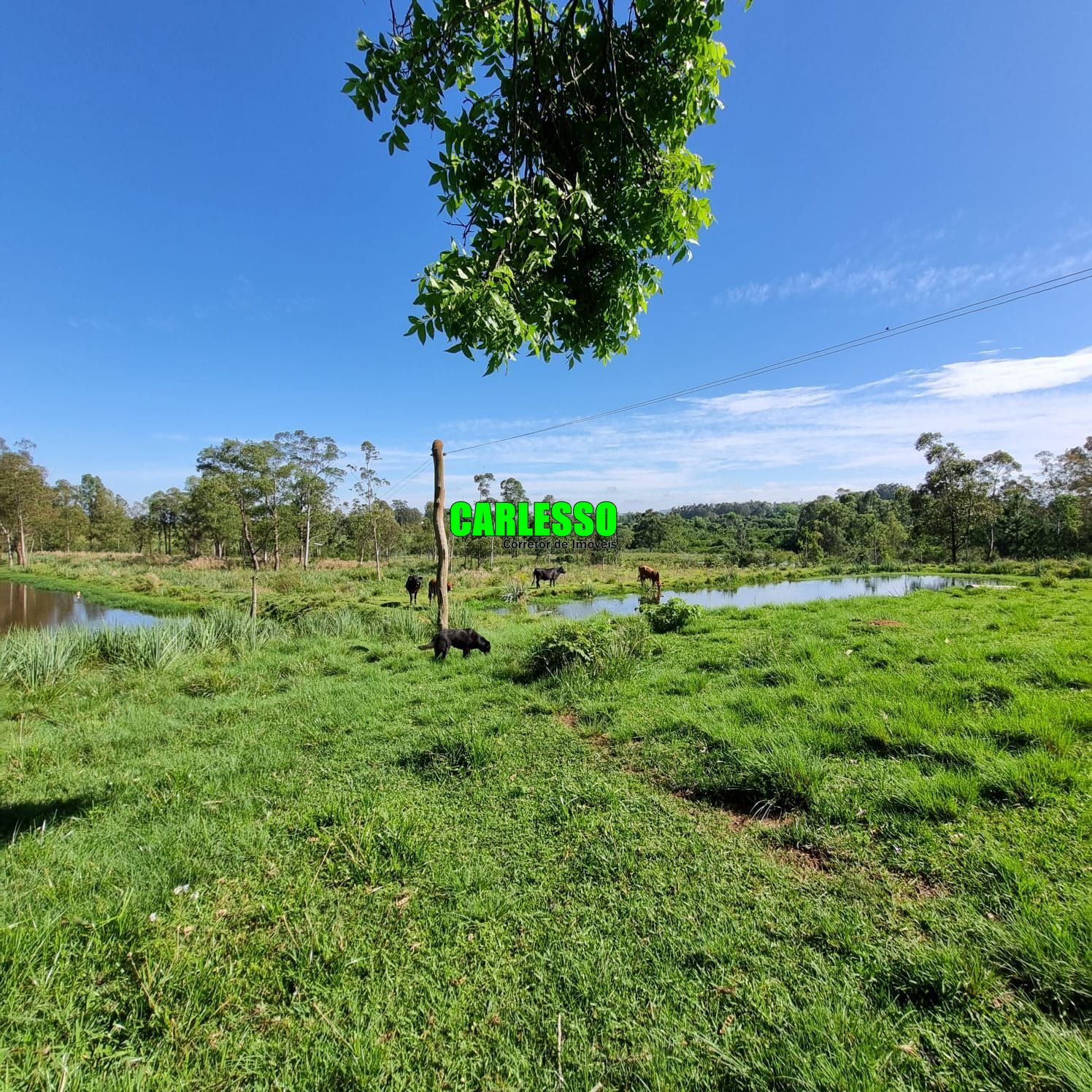 Fazenda à venda com 5 quartos, 200m² - Foto 14