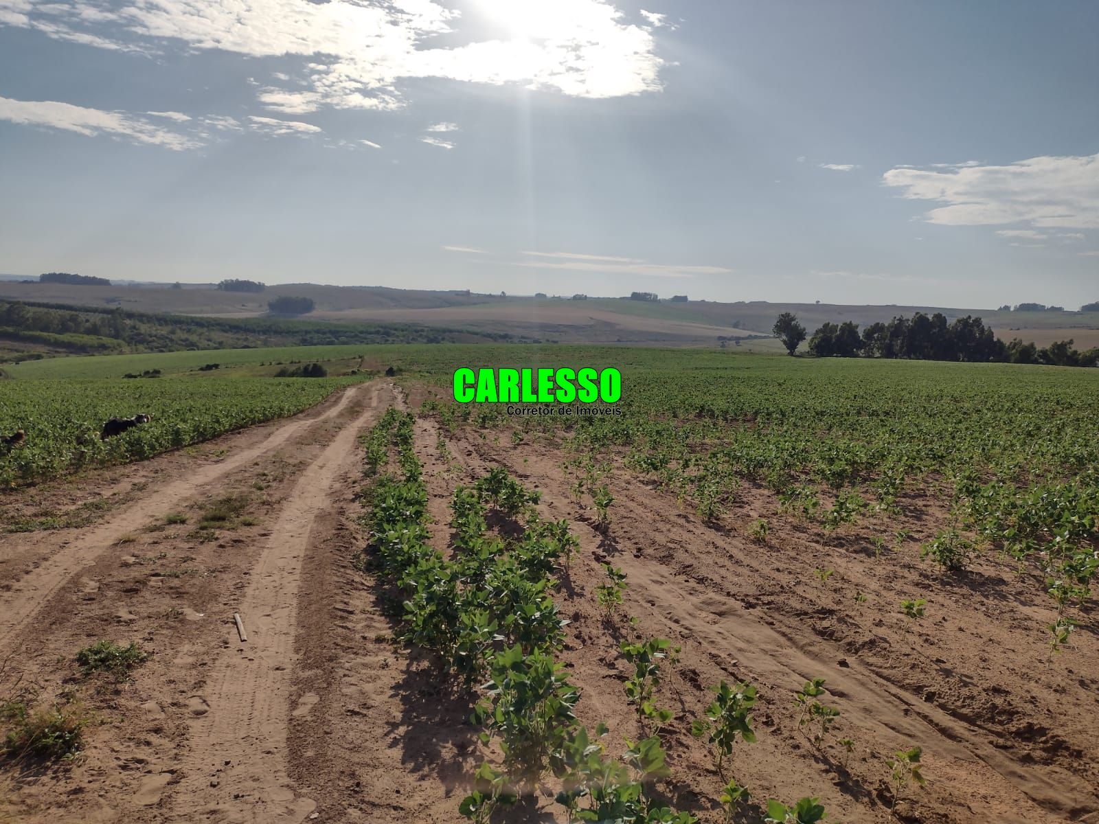 Fazenda à venda com 3 quartos, 630000m² - Foto 50