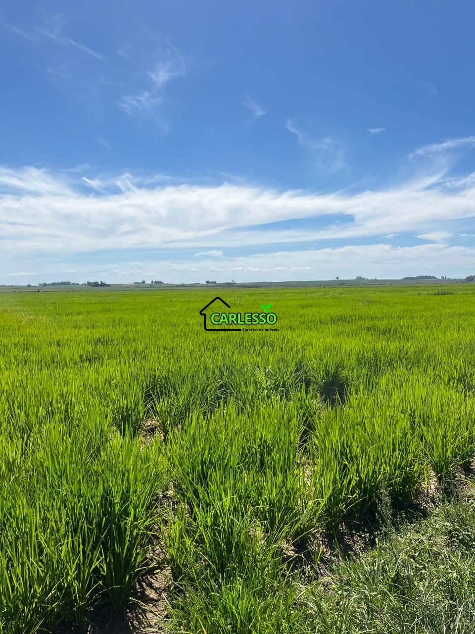 Fazenda, 511 hectares - Foto 12