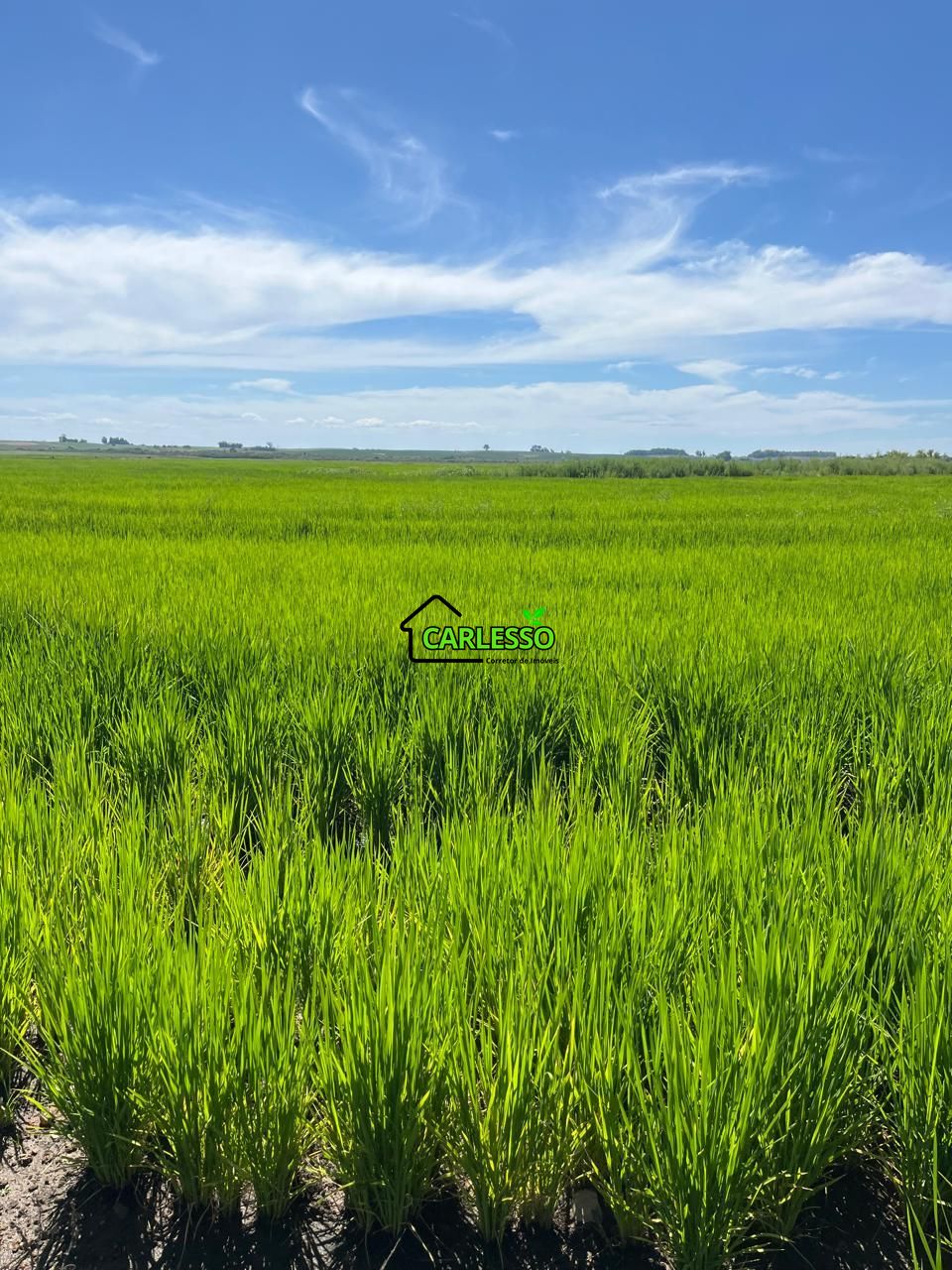 Fazenda, 511 hectares - Foto 16