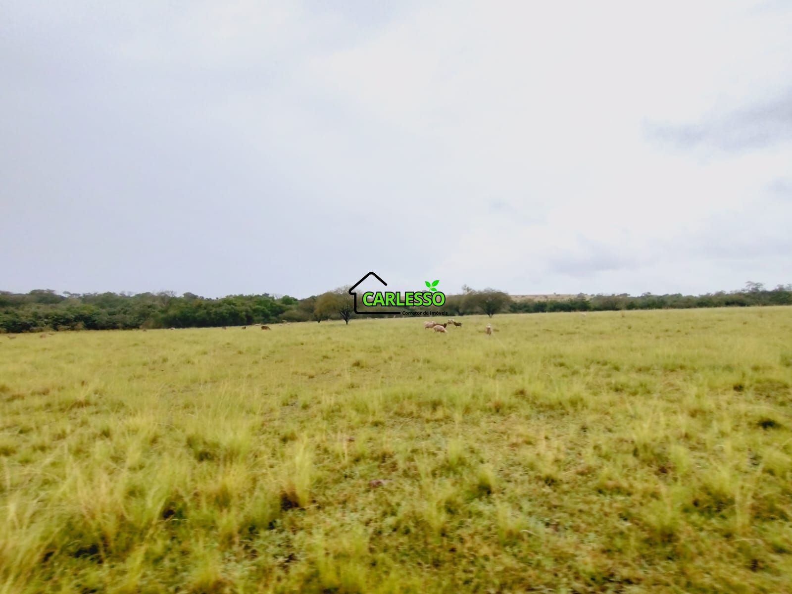 Fazenda de 80 ha em Alegrete