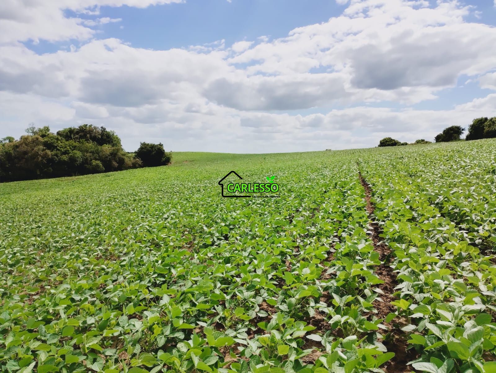 Sítio, 25 hectares - Foto 56