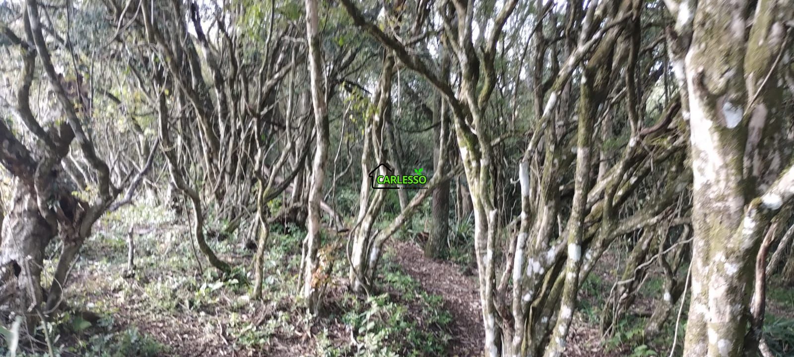 Área rural de 5 ha