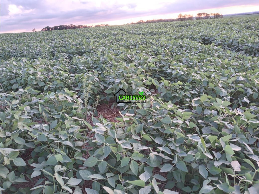 48 ha em santo ângelo