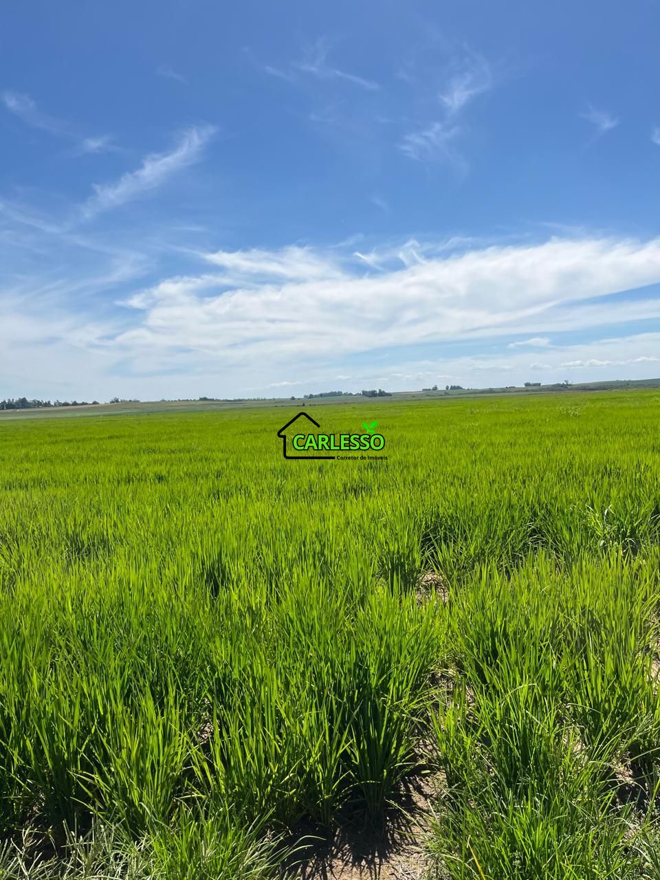 Fazenda, 511 hectares - Foto 11