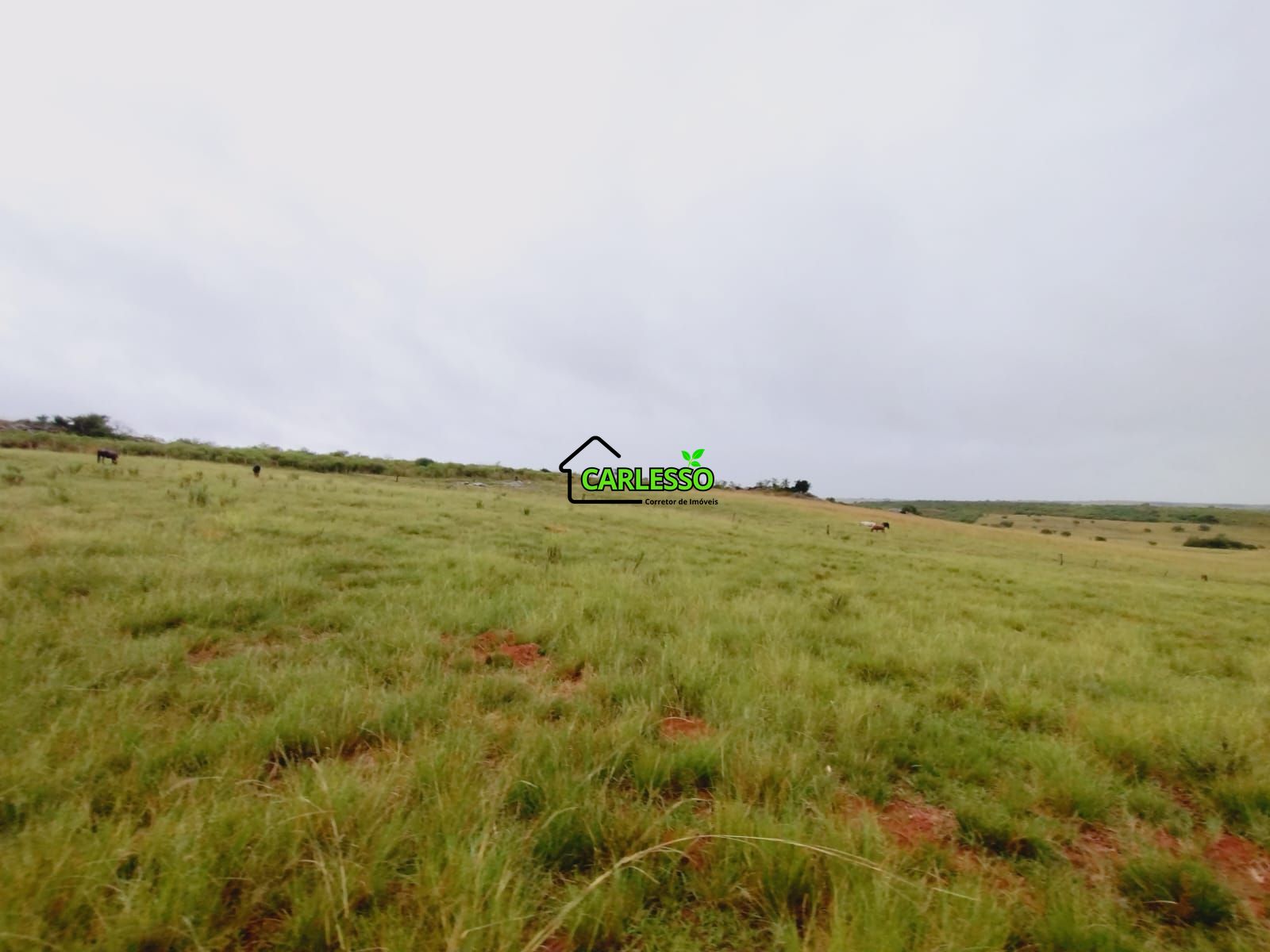 Fazenda de 80 ha em Alegrete