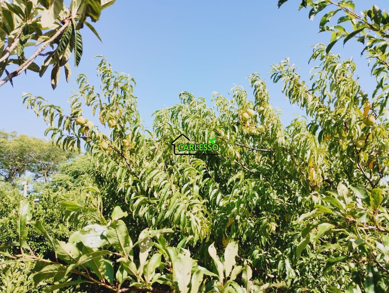 Chácara, 2 quartos, 2 hectares - Foto 11