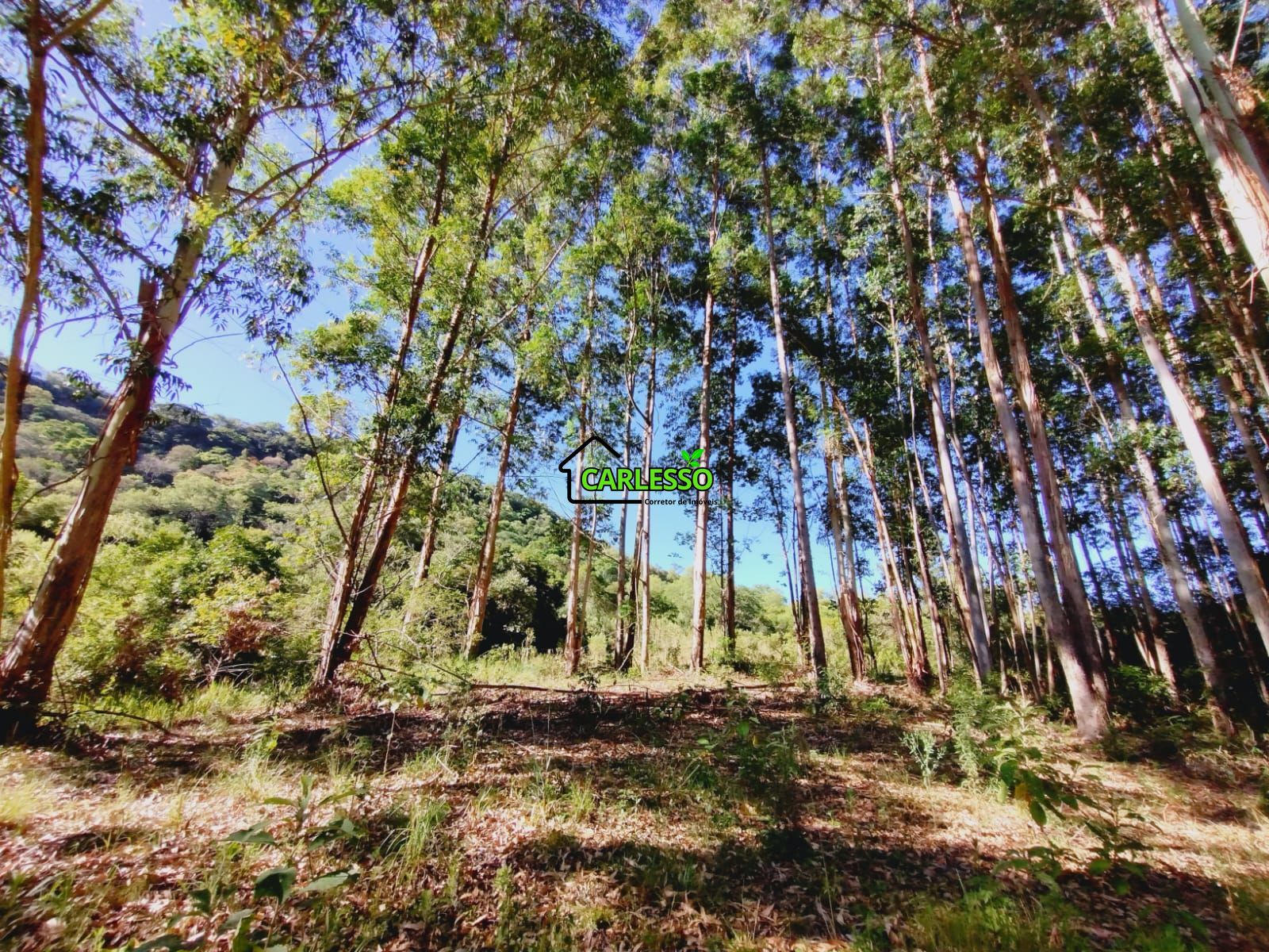 Sítio, 9 hectares - Foto 28