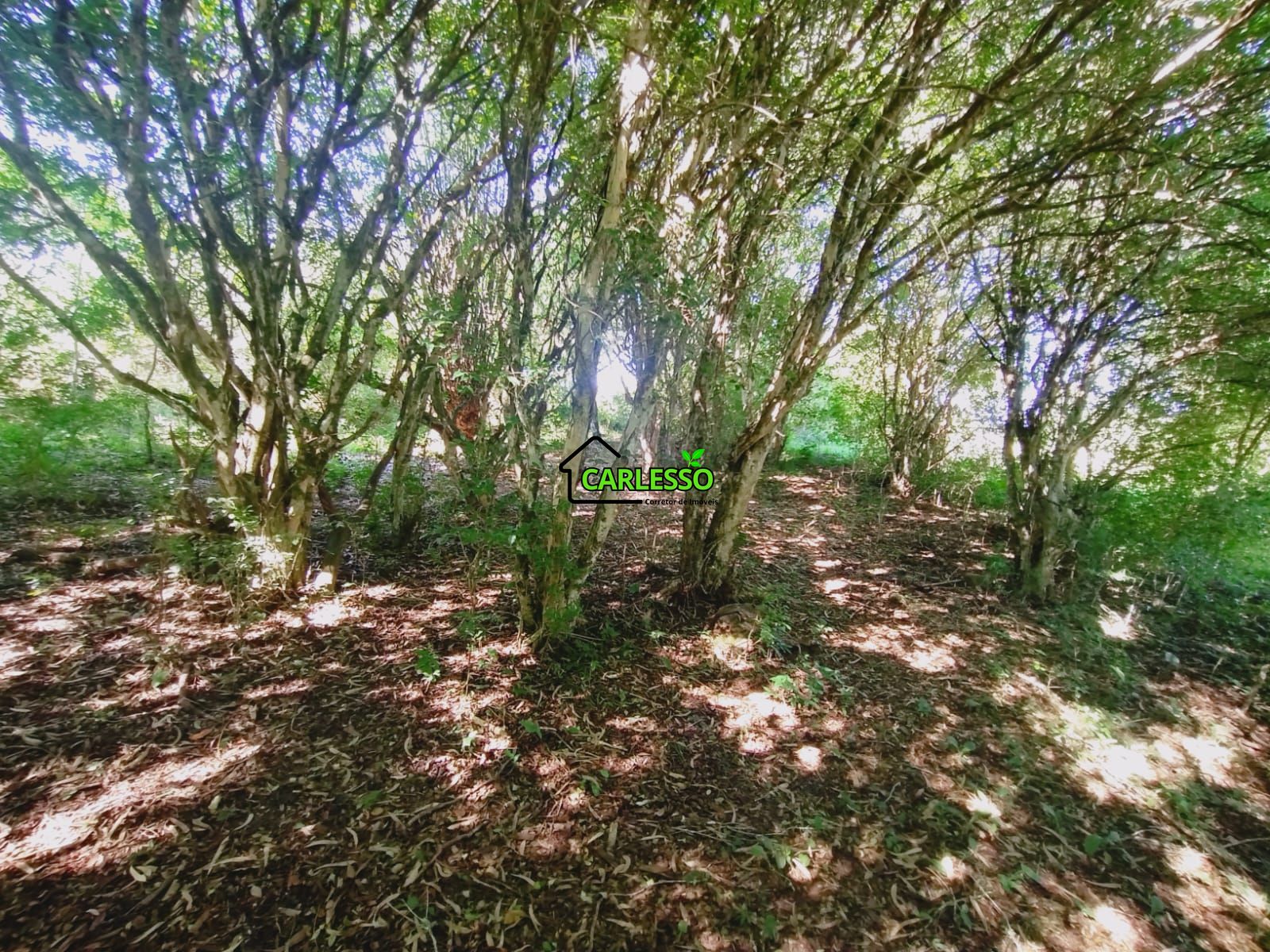 Chácara, 7 hectares - Foto 13