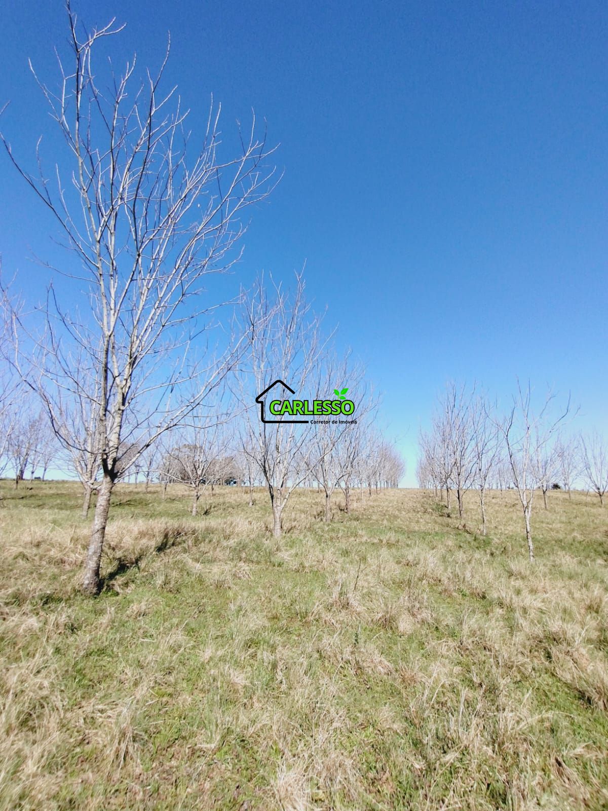 Chácara, 3 quartos, 12 hectares - Foto 14