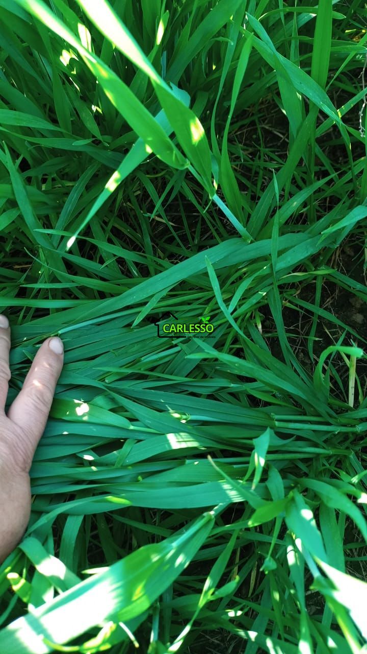 Área de 11,4 ha com casa