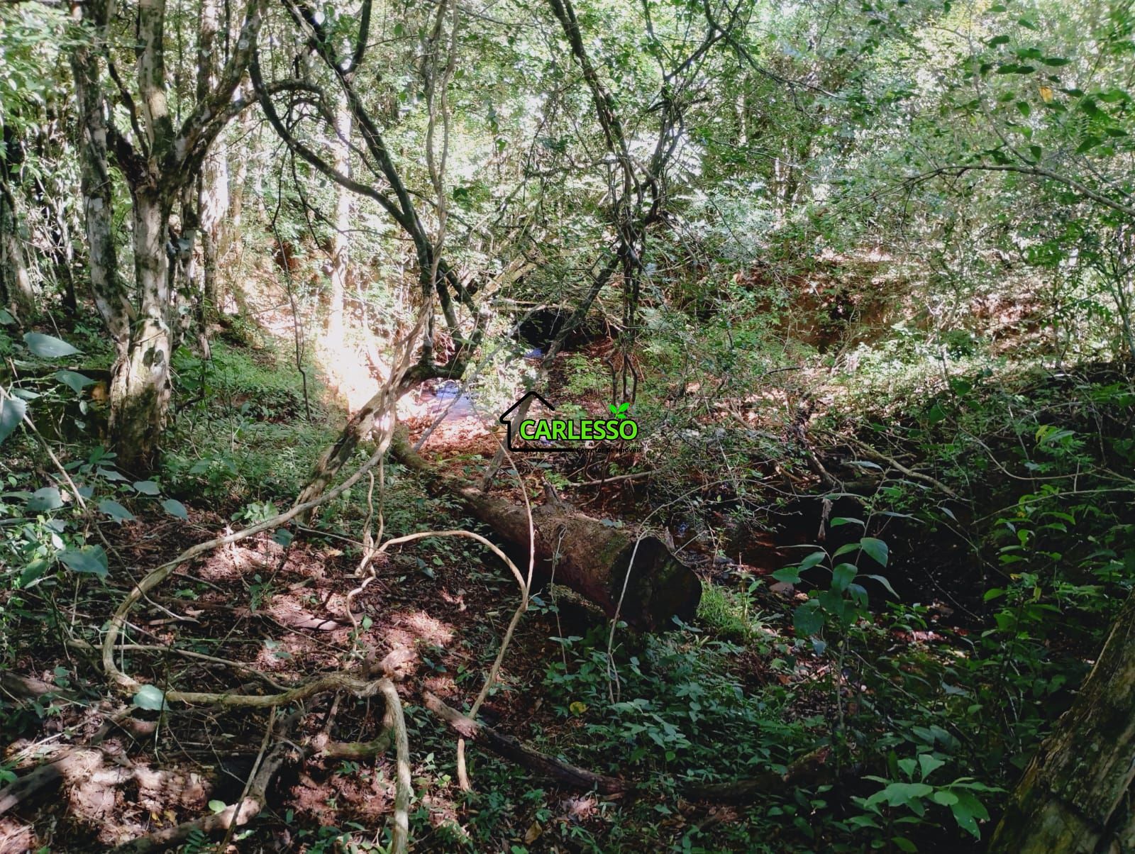 Chácara, 7 hectares - Foto 14