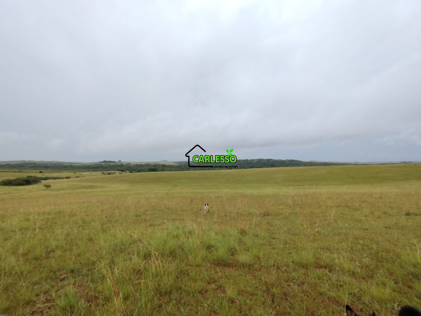 Fazenda de 80 ha em alegrete
