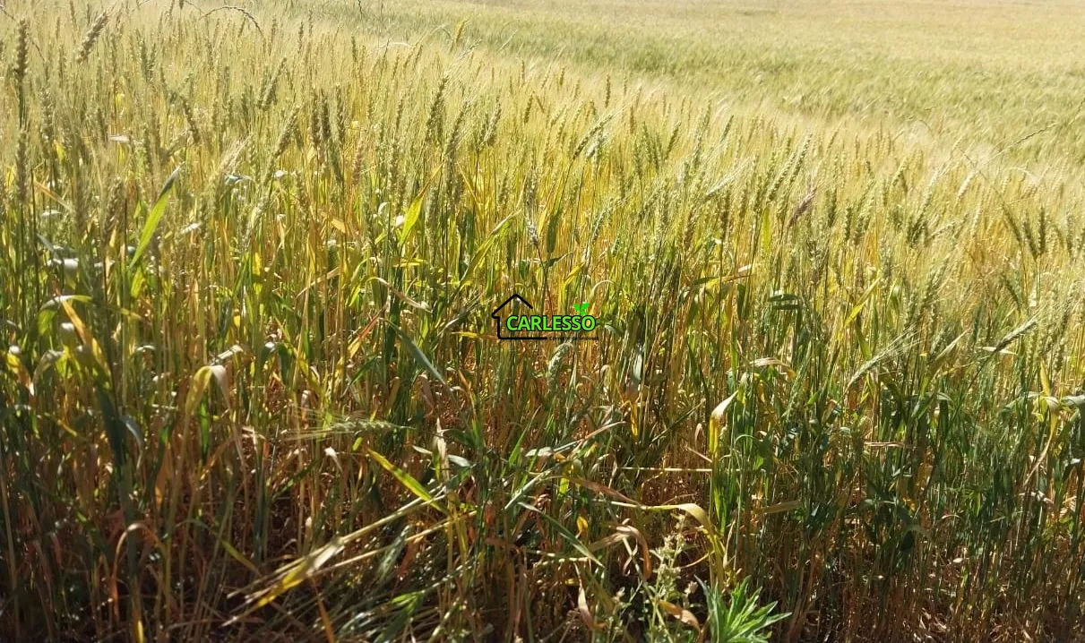 Área de 11,4 ha com casa