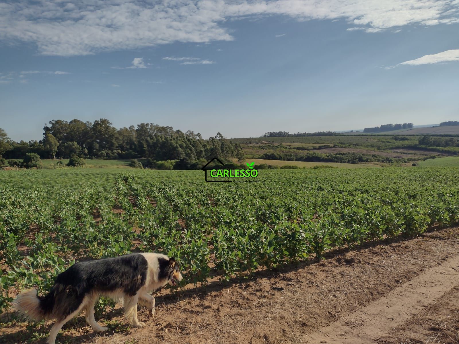 Fazenda com 63 ha