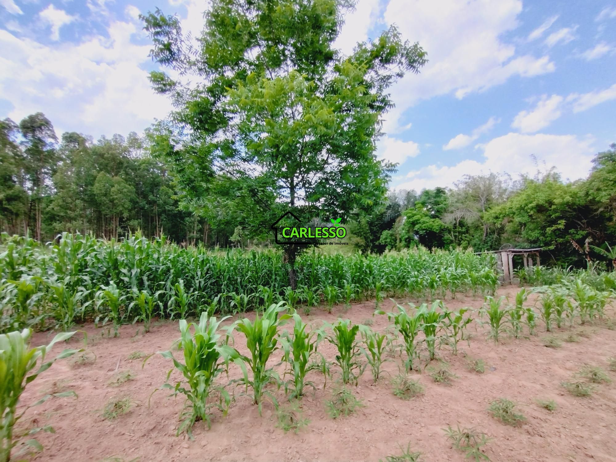 Chácara, 2 quartos, 2 hectares - Foto 33