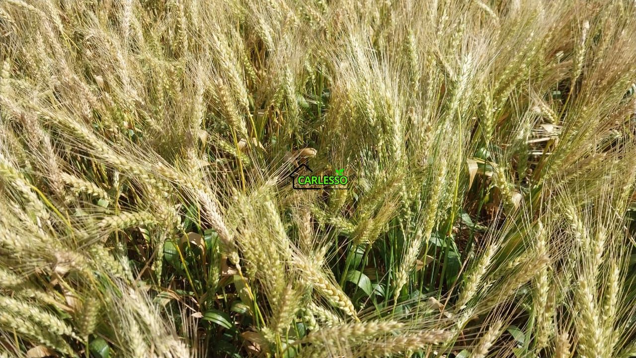 Área de 11,4 ha com casa
