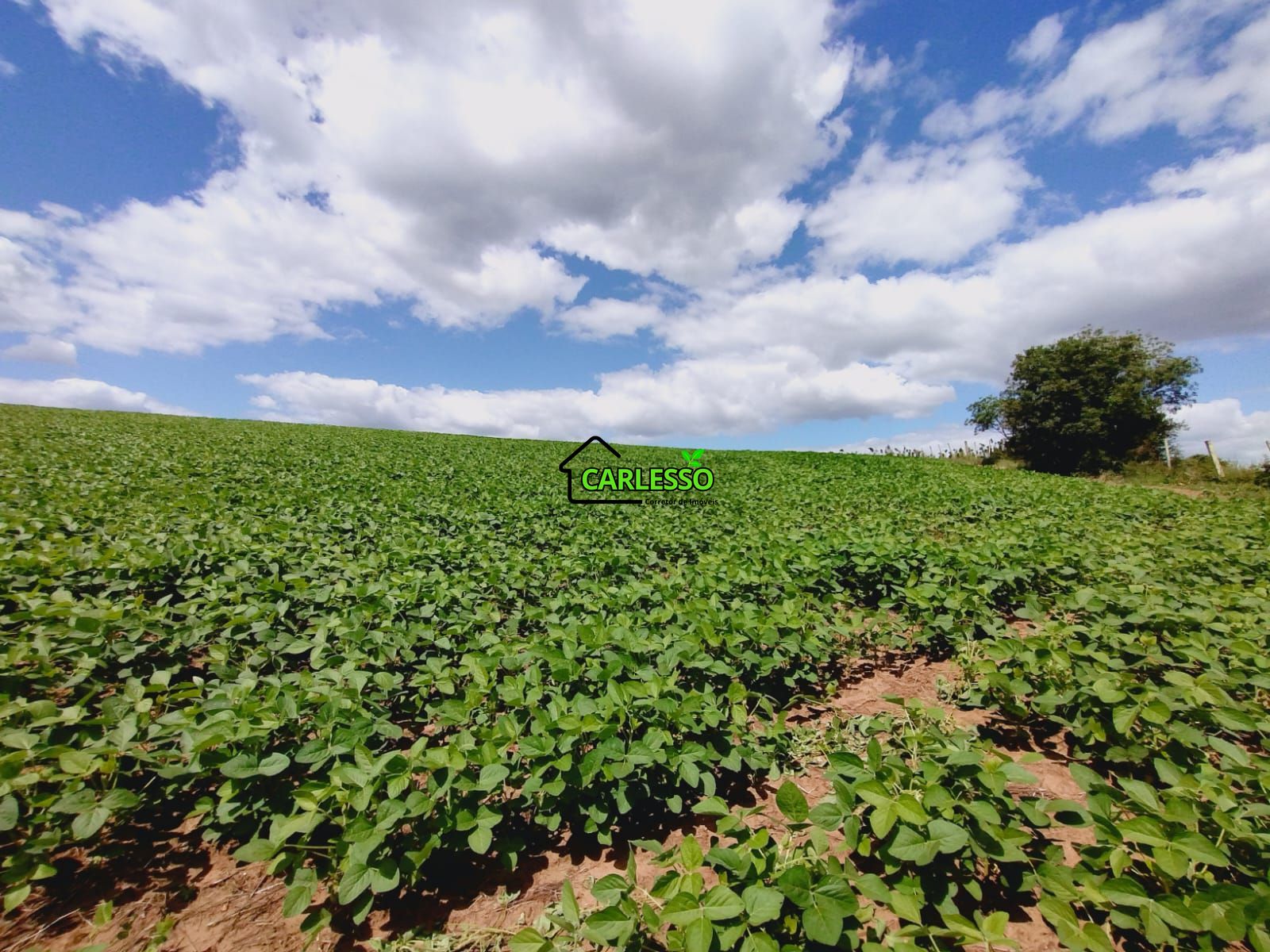 Sítio, 25 hectares - Foto 23