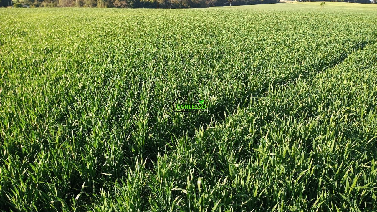 Área de 11,4 ha com casa