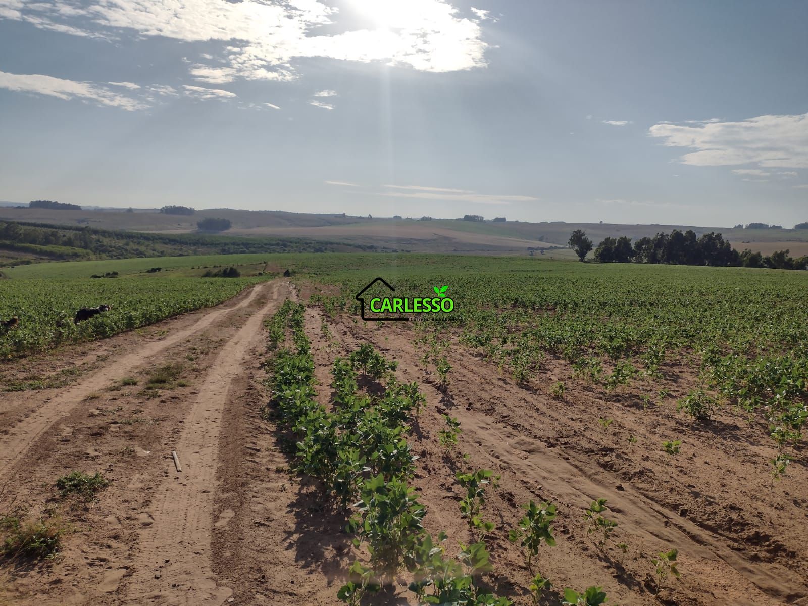 Fazenda com 63 ha