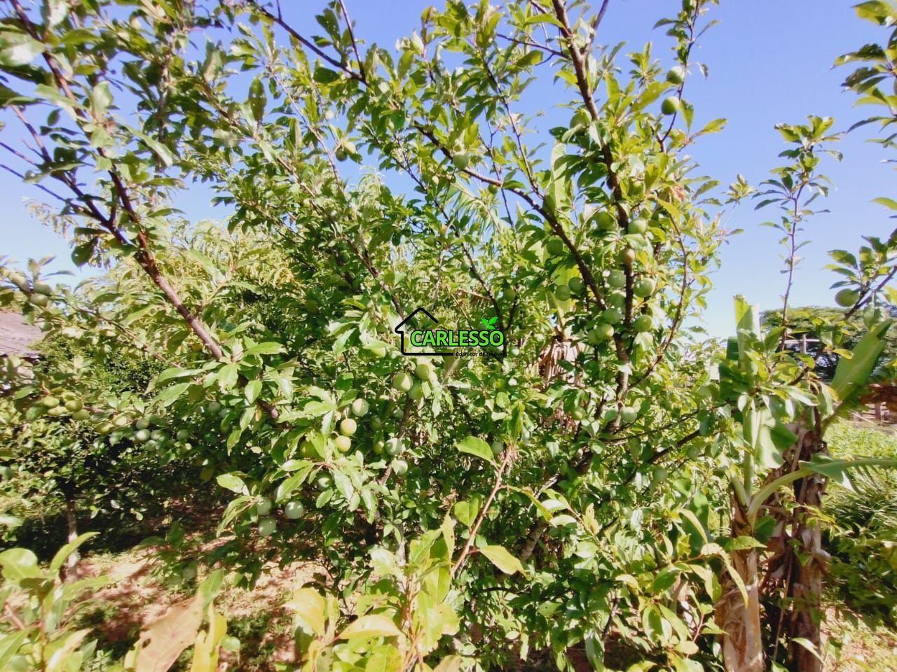 Chácara, 2 quartos, 2 hectares - Foto 12