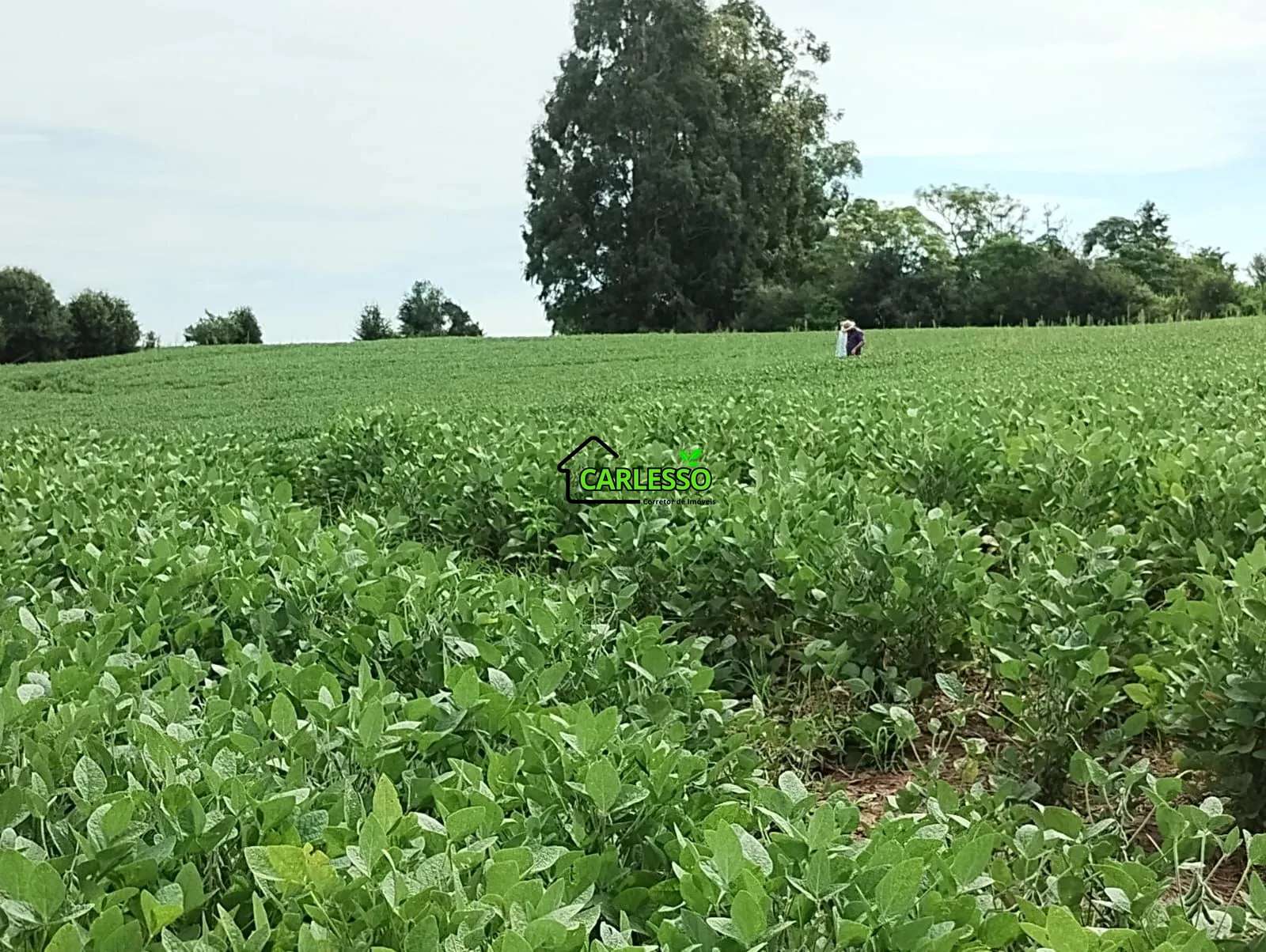 Sítio, 3 quartos, 25 hectares - Foto 42