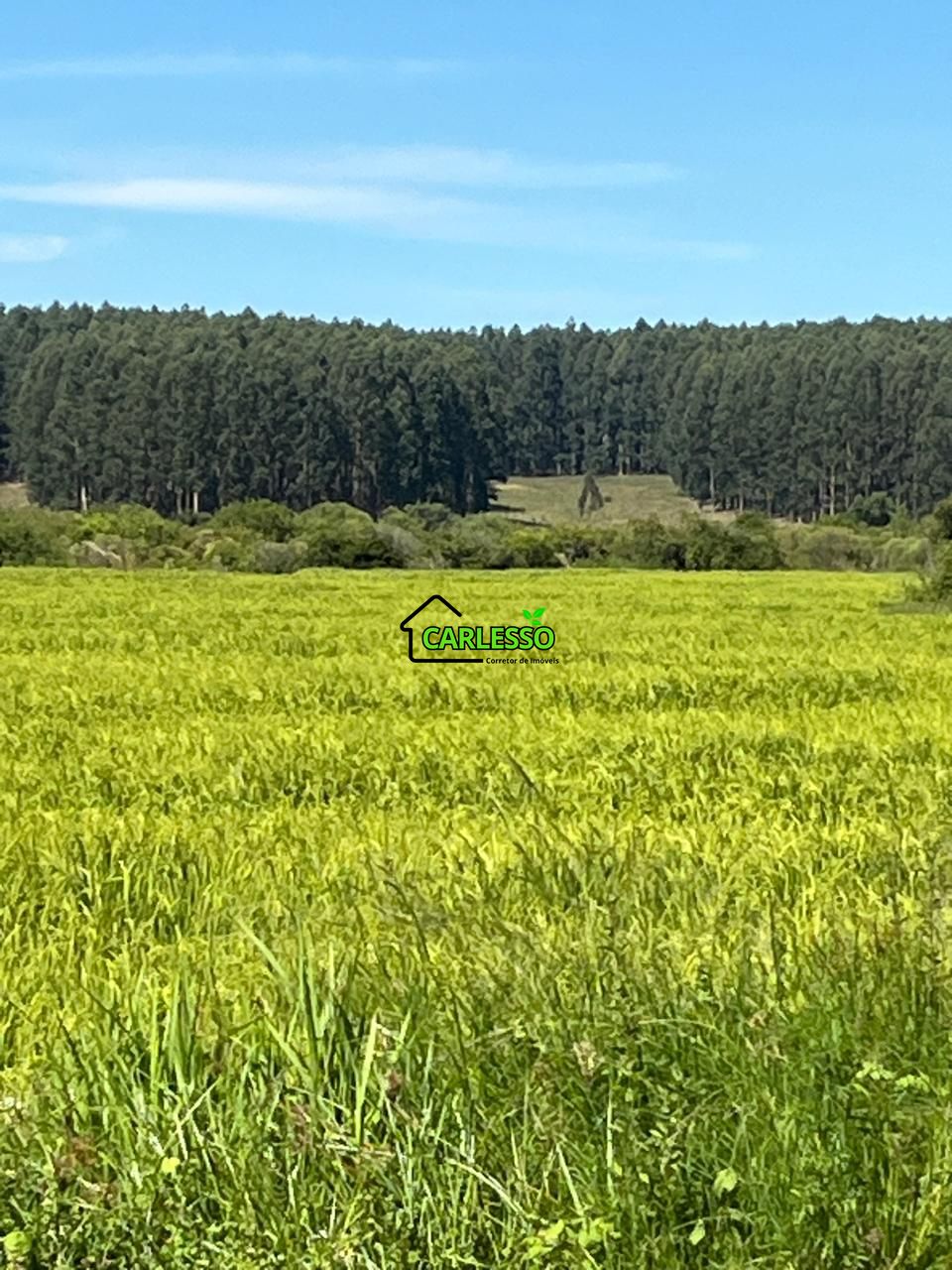 Fazenda, 511 hectares - Foto 14