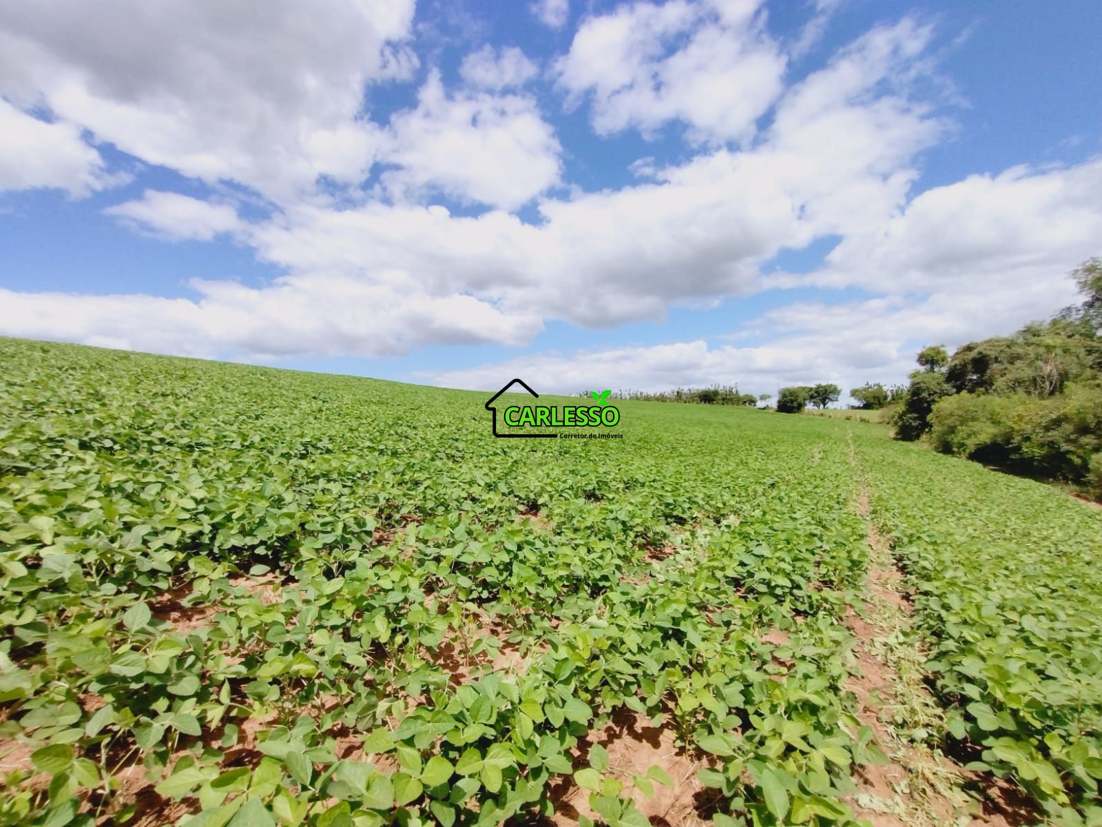 Sítio, 25 hectares - Foto 30