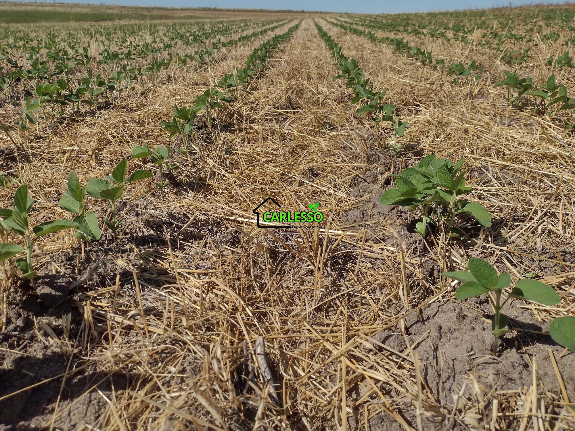 Sítio, 18 hectares - Foto 18