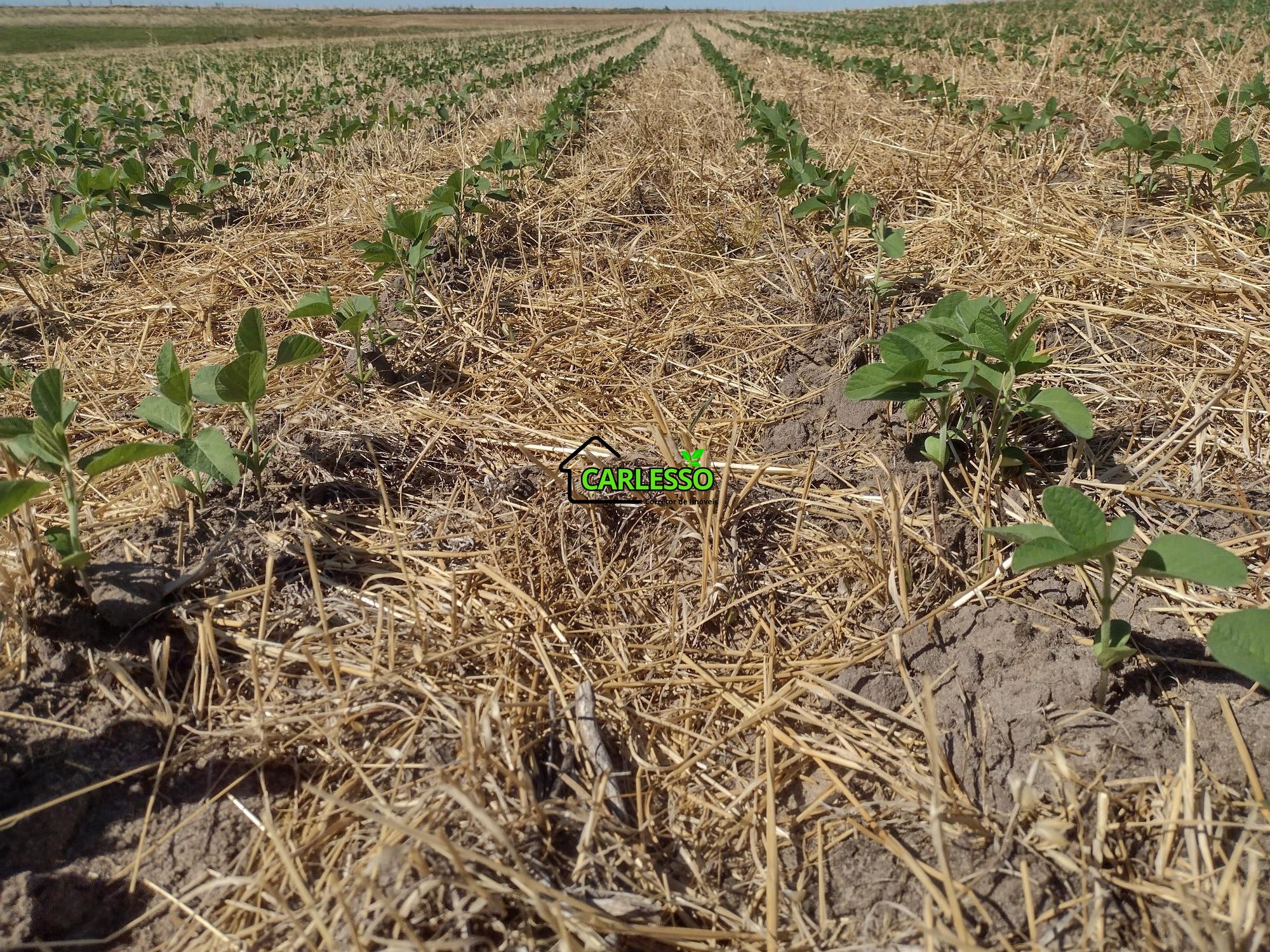 Sítio, 18 hectares - Foto 17